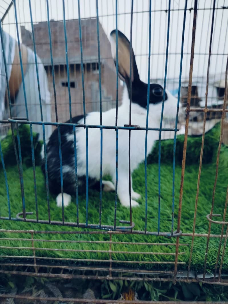 rabbit 7