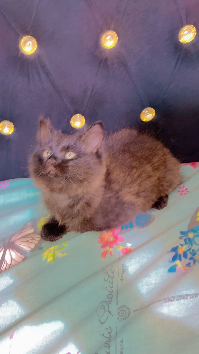 Persian Male Kitten — photo 6