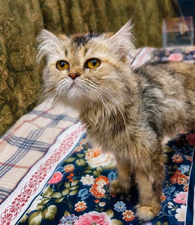 Persian cat