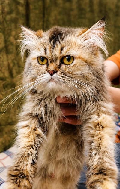 Persian cat