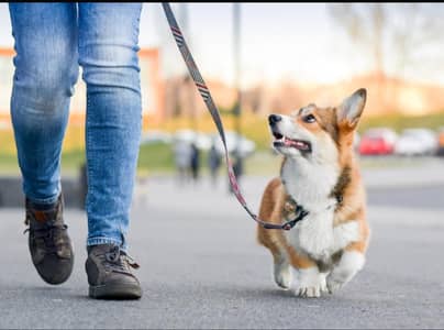 dog walker for low price in E11/1