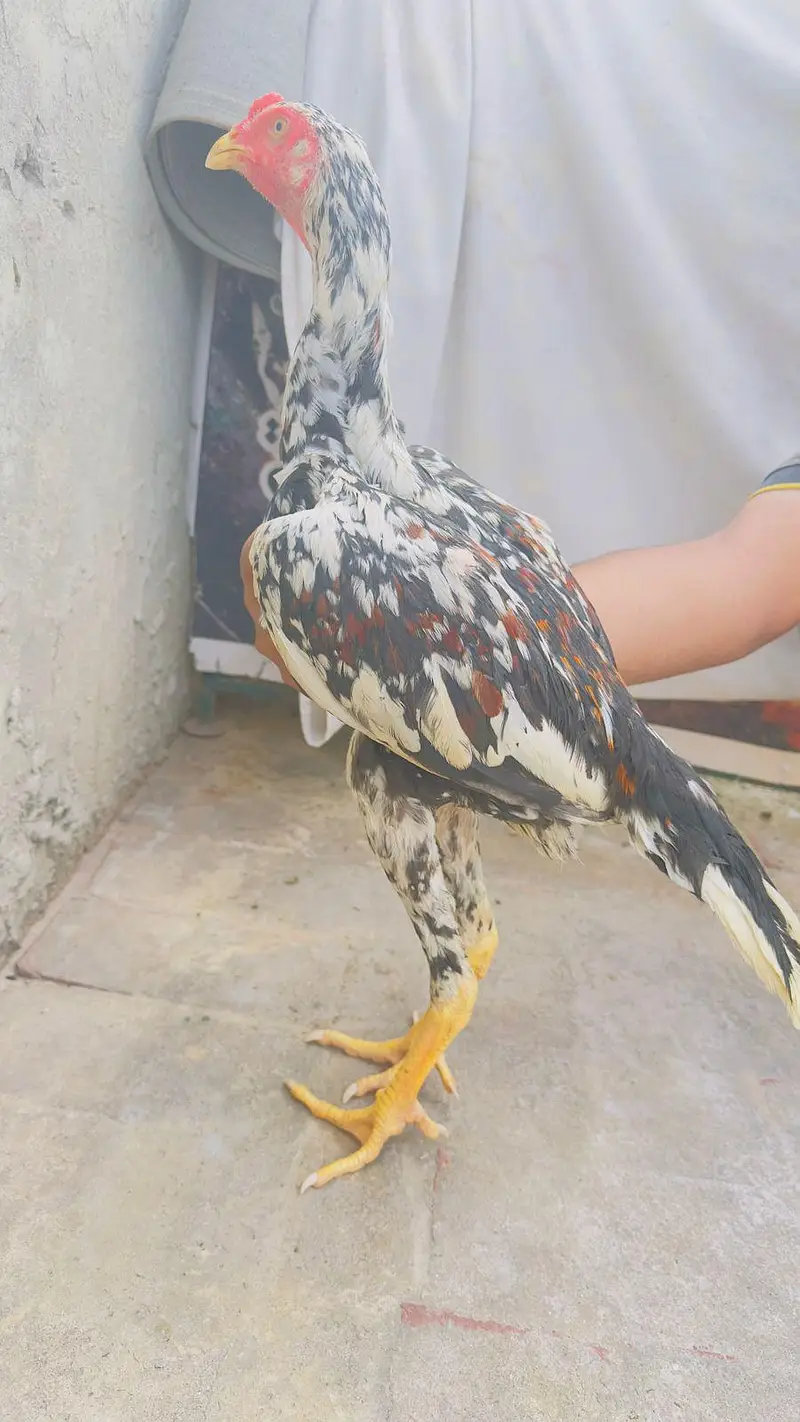 Shamo Aseel Patha Japanese Shamo Long Height Murga Murgha 03098573144 — photo 3