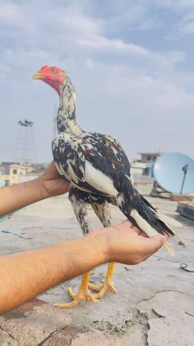 Shamo Aseel Patha Japanese Shamo Long Height Murga Murgha 03098573144