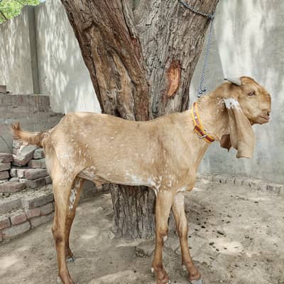 Makhi cheena bareeder Bakra