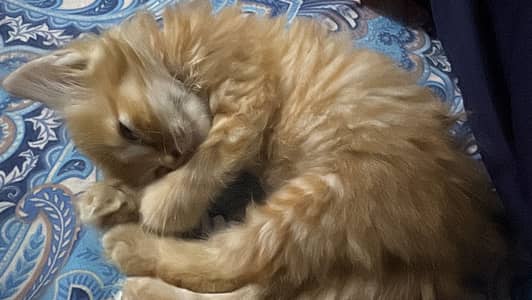 Semi persian cute orange cat