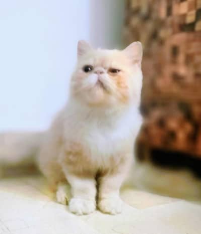 Persian pure peki bloodline