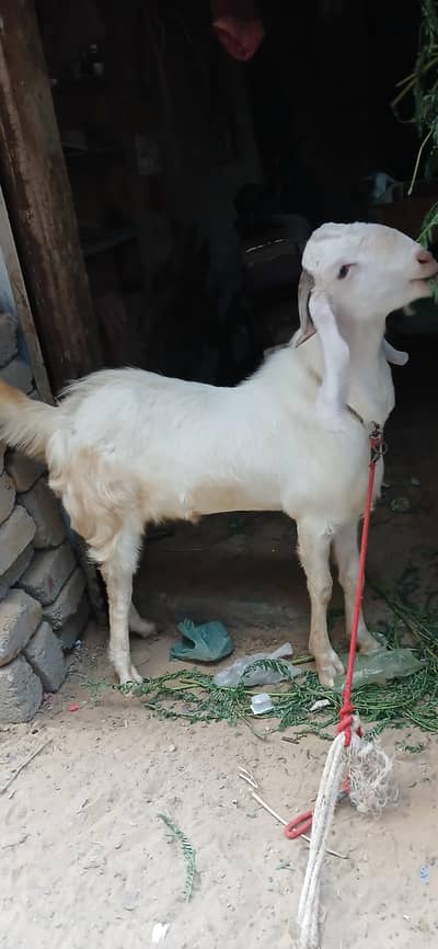 Gulabi Bakra