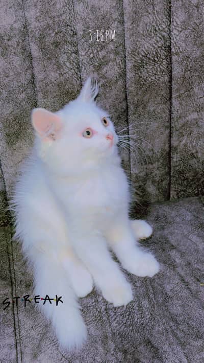 Persian kittens for sell