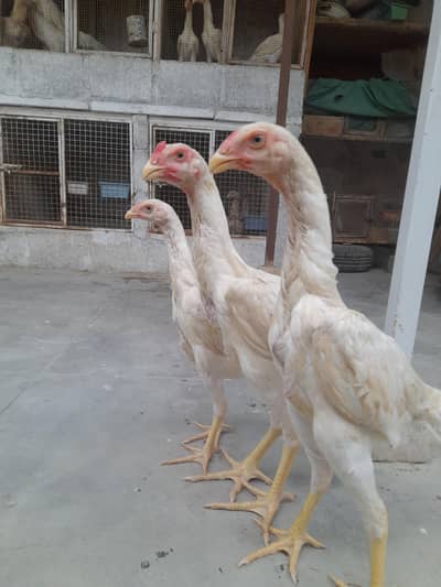 German White O Shamo trio
