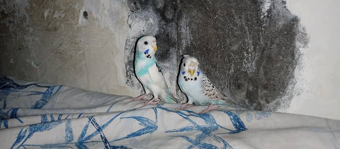semi tame budgie gender not confirmed bonded to  each other