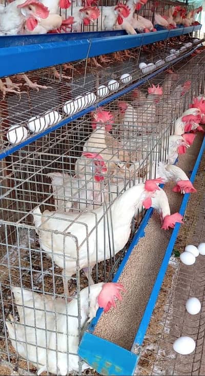 white layer hen  % egg laying
