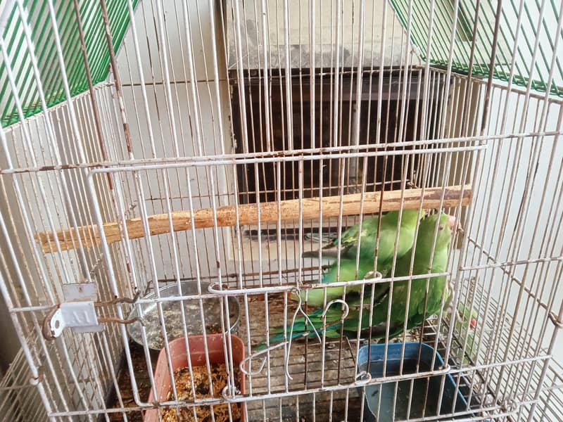 ringneck 3