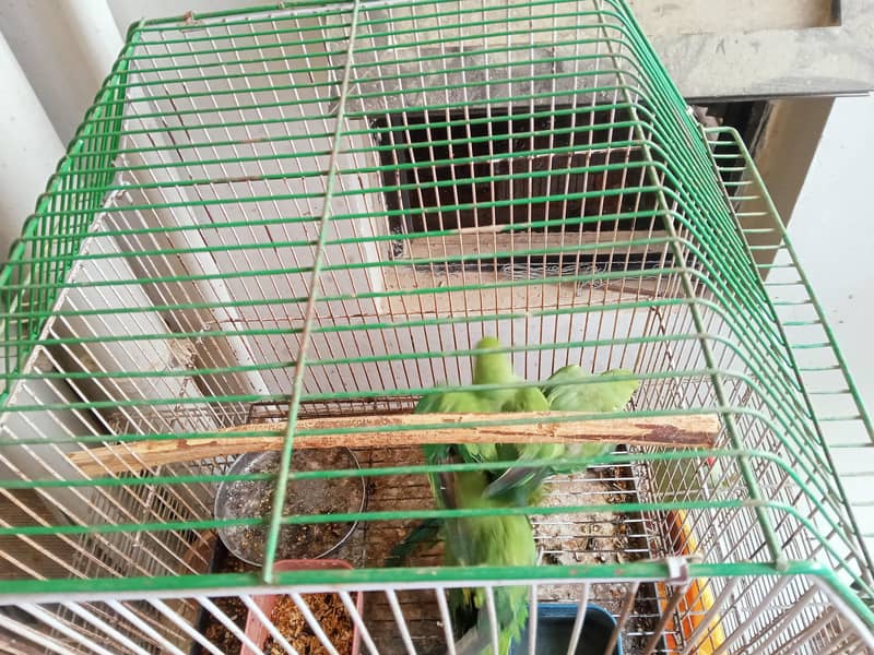 ringneck 4