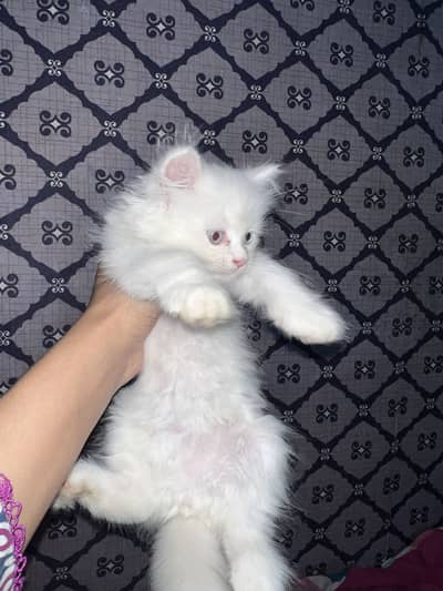 Triple coat persain cats pair