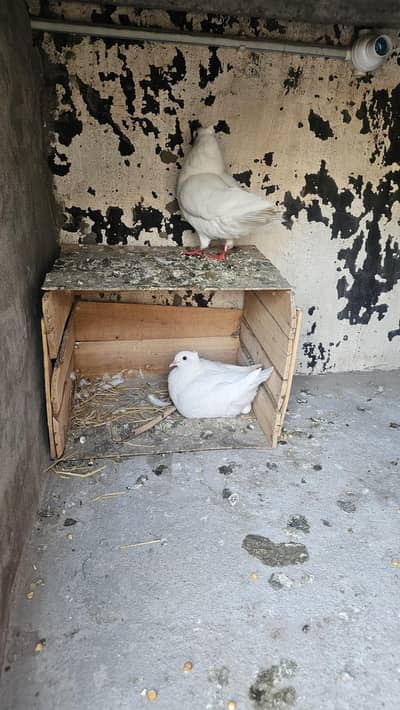 king pair egg pe  bathy