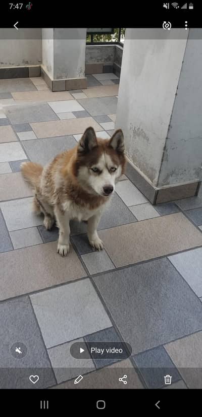 female husky