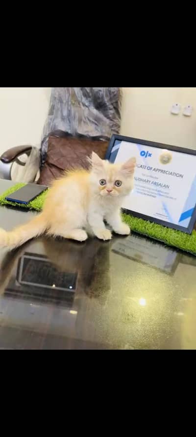 persian cat for sale MywatsapppNumber 0309-37-13-656