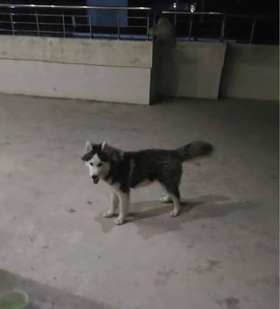 husky blue eyes