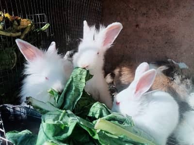 Rabbit for sale