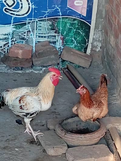 desi chick pair