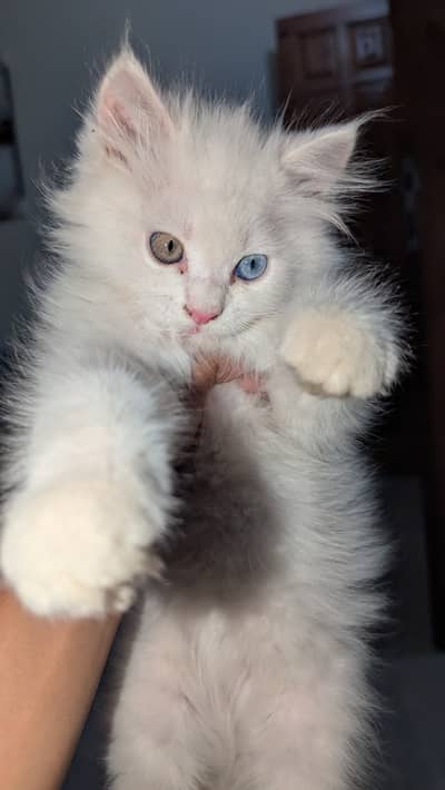 Blue and grey eye cat for sale