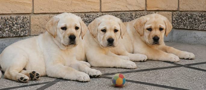 KCP pedigreed Labrador Retriever puppies