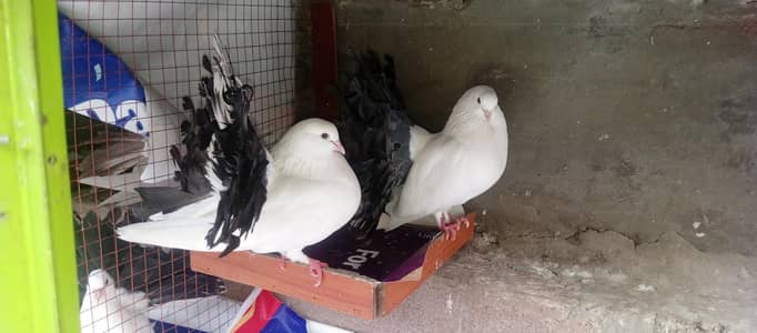 black tail