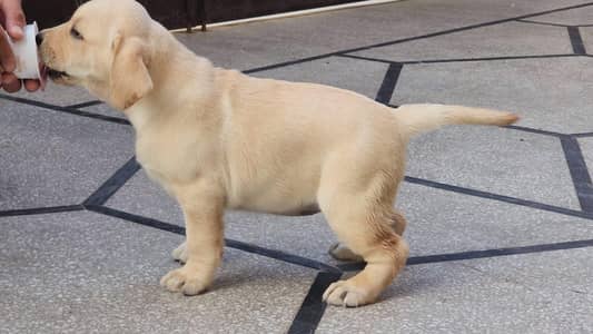 kcp pedigreed Labrador puppies