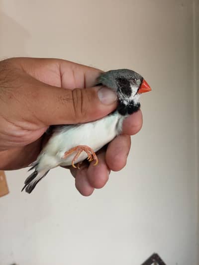 Exhibition Finch Jumbo size males only