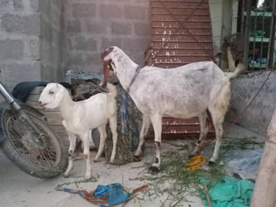 bakri bacha for sale final 50 hazar