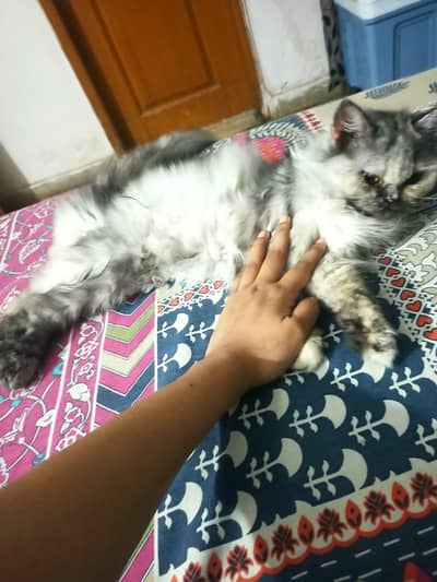pretty doll face female Persian cat for adoption