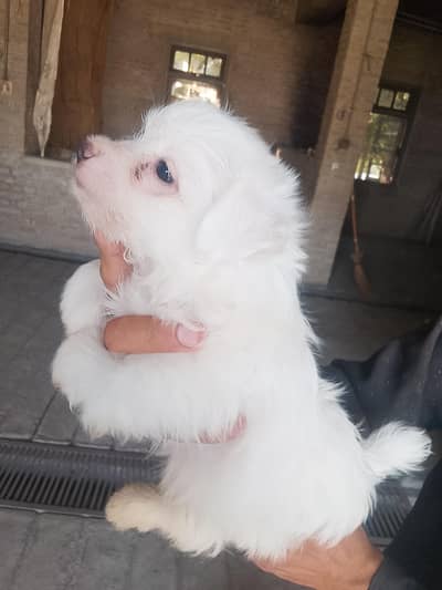 dog pupi
