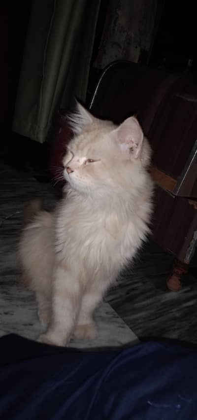urgent sale cat Persian pure white and brown mixture