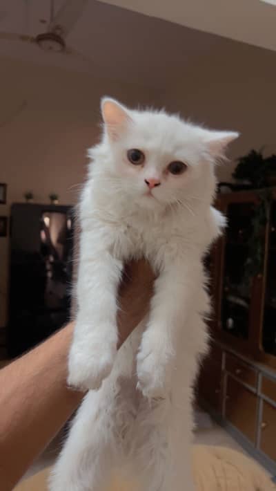 Persian cats pair for sale