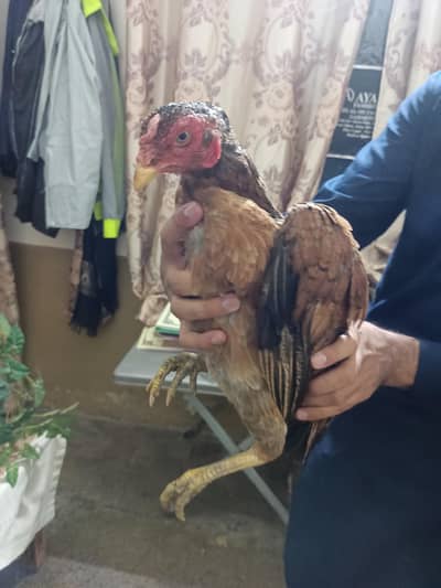 mianwali hens home breed