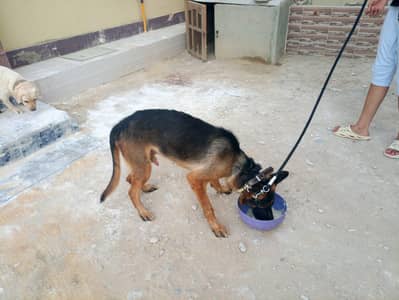 Pedigree German shepherd