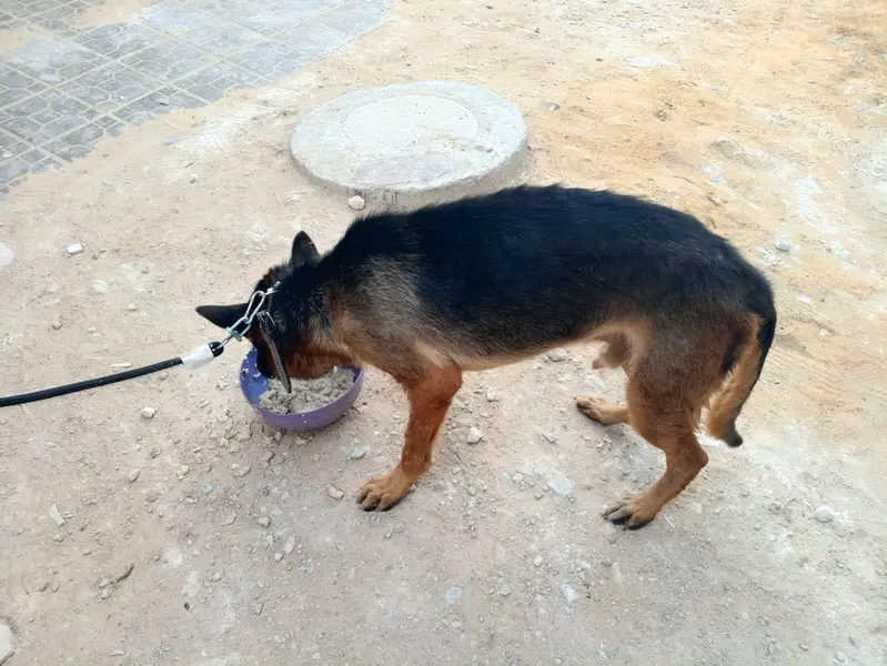 Pedigree German shepherd — photo 2