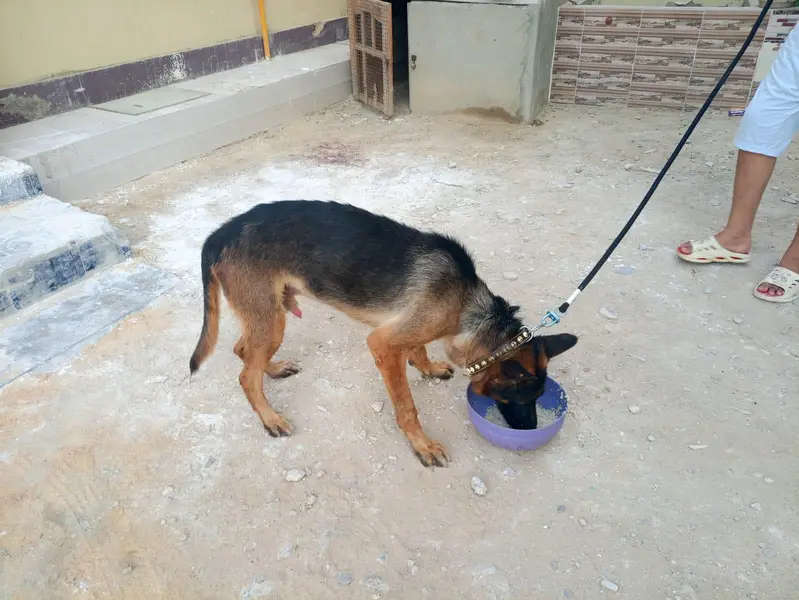 Pedigree German shepherd — photo 3