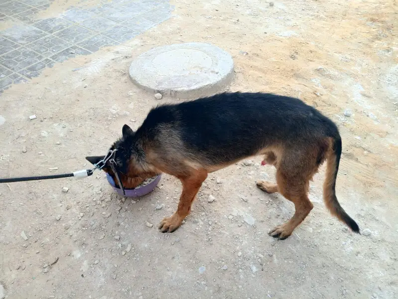 Pedigree German shepherd — photo 4