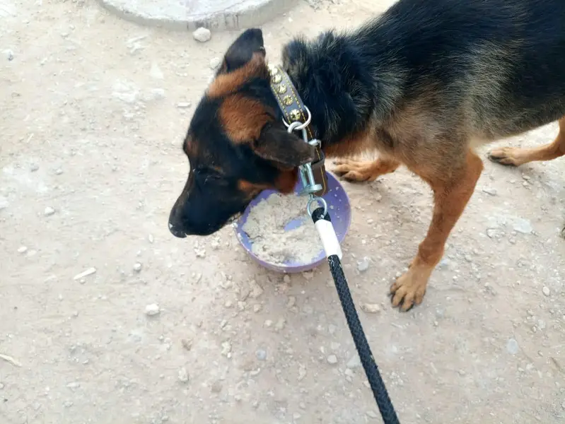 Pedigree German shepherd — photo 5