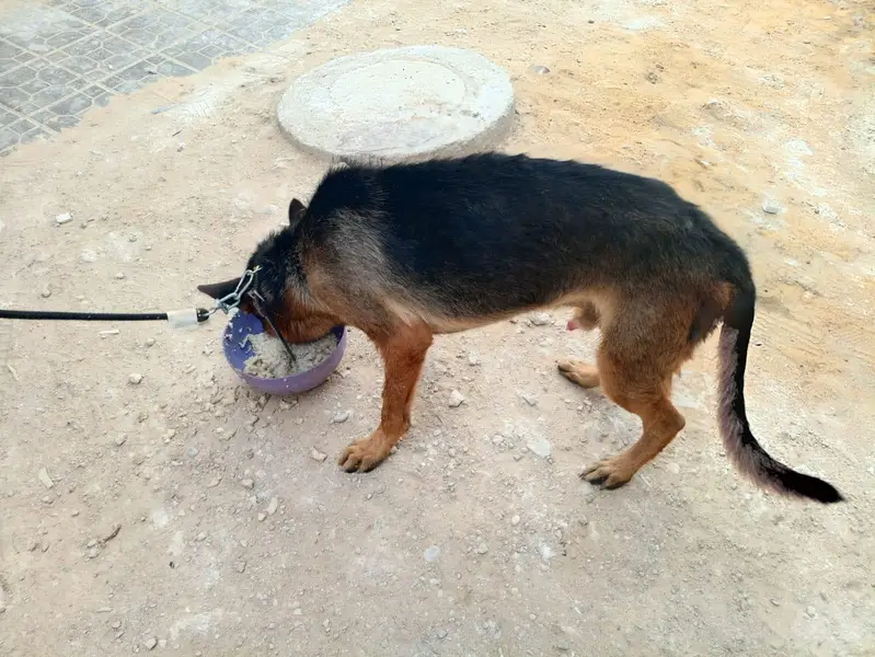 Pedigree German shepherd — photo 6