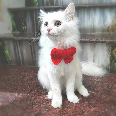 persian female long hair kitten