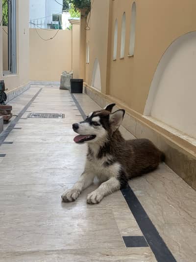 Female Siberian Husky for Sale