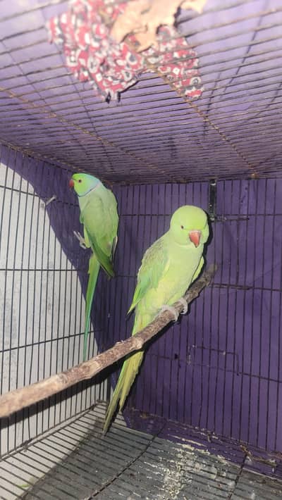 Talking parrots