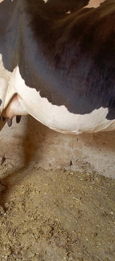 cow for sale