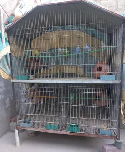 8 Pairs Parrots and 2 cages 12000