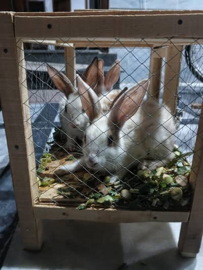 Rabbits 2 pairs