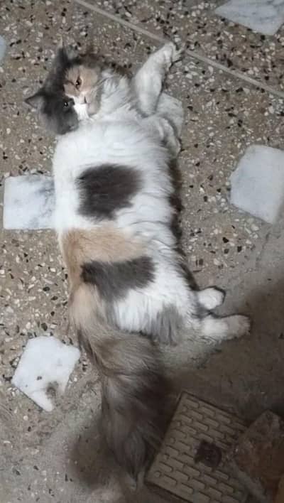 Persian triple coated calico female cat for sale