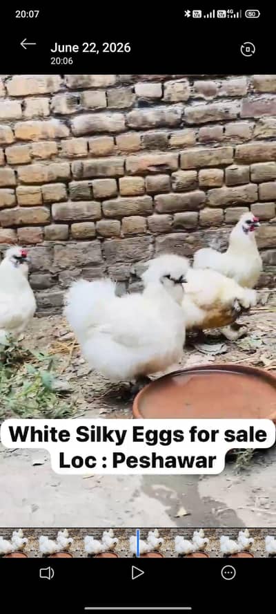 white silkie Eggs for sale