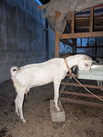 bakri teddy cross best for breading
